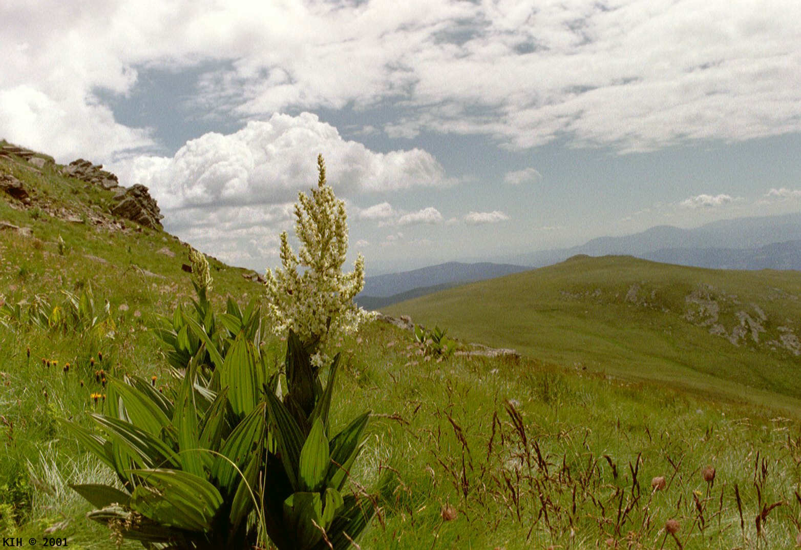 Plant on mountain [AT 2001]   KIH